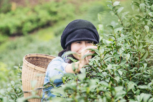 Woman harvest / pick fresh green tea leaves at high land tea field in Chiang Mai Thailand - local people with agriculture in high land nature concept - Fotografie, Obrázek