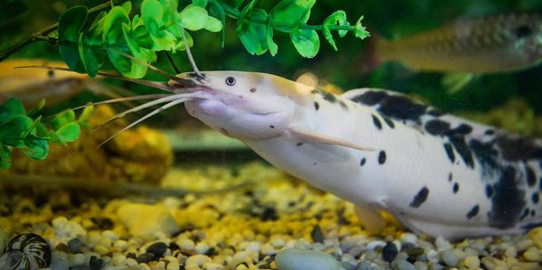 Albino catfish spotted swimming underwater aquarium - Photo, Image