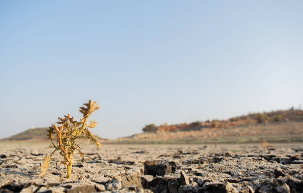 Martwych drzew w wyschły pusty zbiornik lub dam podczas letnich upałów, niskimi opadami i suszy w północnej karnataka, Indie - Zdjęcie, obraz