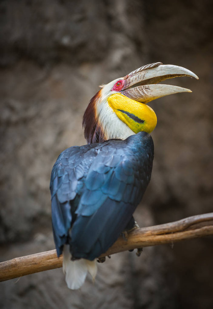 Wreathed Hornbill Bird Rhyticeros undulatus - Foto, afbeelding