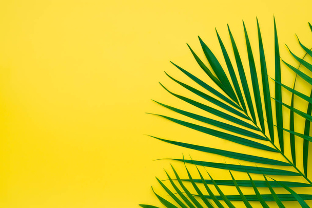 Hojas verdes de palmera sobre fondo amarillo. Piso laico mínimo
 - Foto, imagen