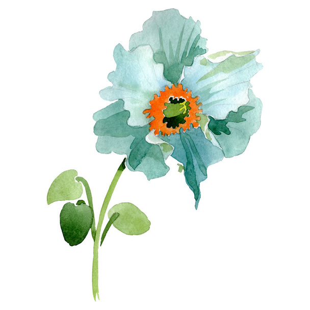 Turkoois poppy floral botanische bloem. Aquarel achtergrond afbeelding instellen. Geïsoleerde poppy afbeelding element. - Foto, afbeelding