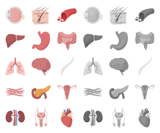 Internal organs of a human cartoon,mono icons in set collection for design. Anatomy and medicine vector symbol stock web illustration. - Vector, imagen