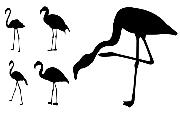 Flamingo sylwetki - Wektor, obraz