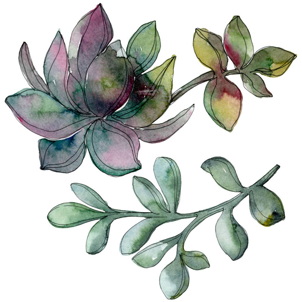 Jungle botanical succulent flower. Wild spring leaf isolated. Watercolor background illustration set. Watercolour drawing fashion aquarelle isolated. Isolated succulent illustration element. - Photo, Image