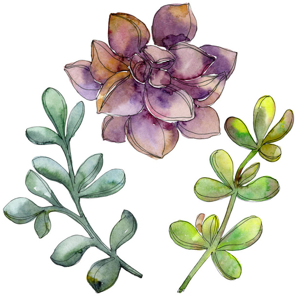 Jungle botanical succulent flower. Wild spring leaf isolated. Watercolor background illustration set. Watercolour drawing fashion aquarelle isolated. Isolated succulent illustration element. - Photo, Image