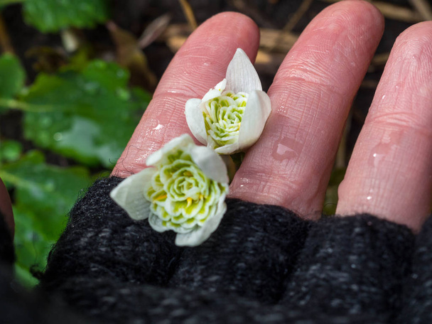 Hóvirág nő kezében közelről. jön a tavasz - Fotó, kép