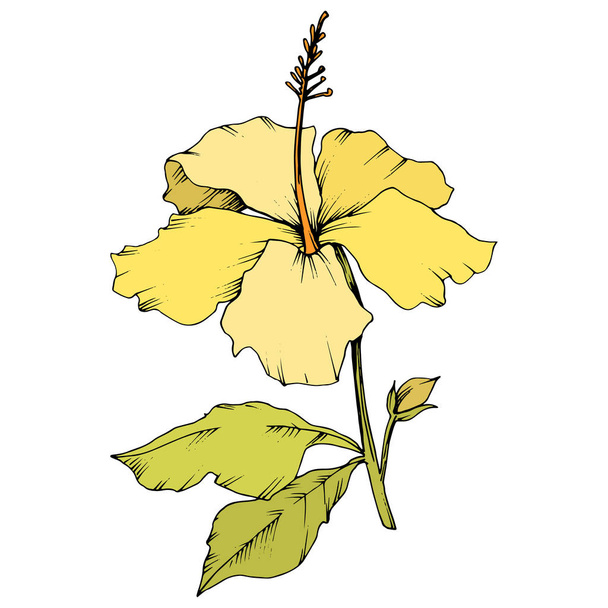 ベクトル ハイビスカスの花植物花。エキゾチックな熱帯のハワイアンの夏。刻まれたインク アート。白い背景の上の隔離されたハイビスカス イラスト要素. - ベクター画像