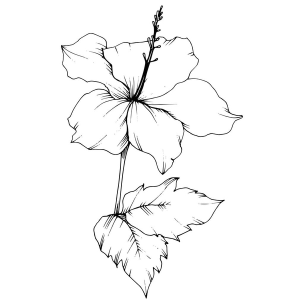 ベクトル ハイビスカスの花植物花。エキゾチックな熱帯のハワイアンの夏。黒と白には、アートが刻まれています。白い背景の上の隔離されたハイビスカス イラスト要素. - ベクター画像