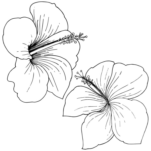 Vector Hibiscus flores tropicales florales. Flor silvestre de hoja de primavera aislada. Tinta grabada en blanco y negro. Elemento de ilustración de hibisco aislado sobre fondo blanco sobre fondo blanco
. - Vector, Imagen