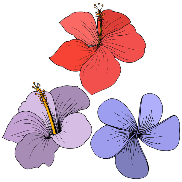 Vector Hibiscus flores tropicales florales. Flor silvestre de hoja de primavera aislada. Arte de tinta grabada. Elemento de ilustración de hibisco aislado sobre fondo blanco
. - Vector, Imagen