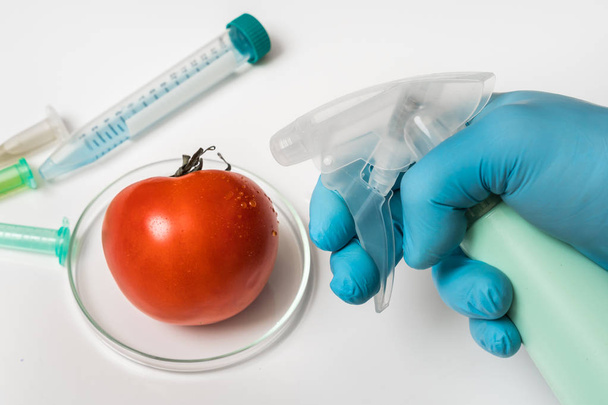 gmo Wissenschaftler sprüht Flüssigkeit auf rote Tomaten - Foto, Bild