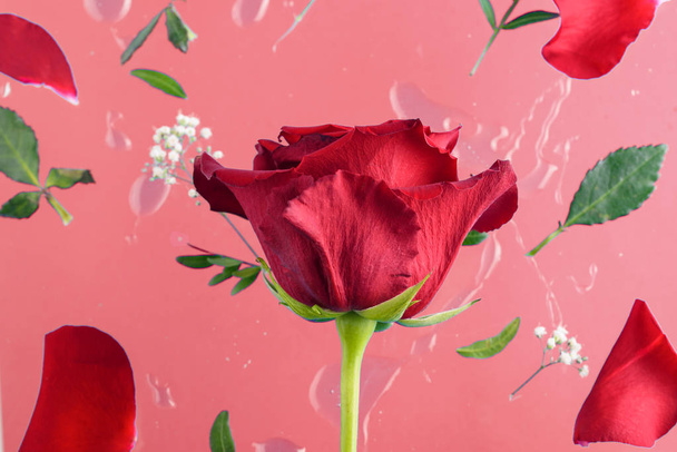 Beautiful red rose - Foto, Imagem