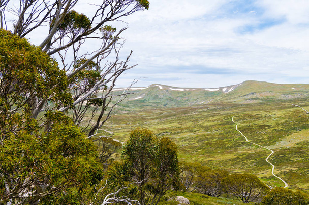 Native Australian vegetation in Kosciuszko National Park, NSW, Australia. Nature background with plants and vegetation. - Photo, Image