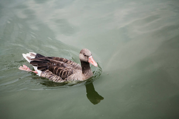Gray duck floating in water - Foto, Imagem