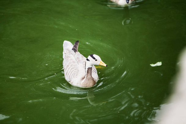 Gray duck with yellow beak floats in water - Foto, Imagem