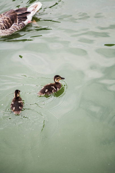 Two small gray ducklings are swimming in water - Foto, afbeelding