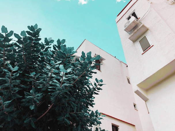   Residential buildings and tree   in Rishon Le Zion, Israel - Fotografie, Obrázek