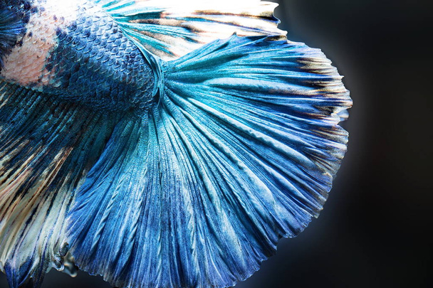Siamese fighting fish,Betta splendens,blue fish, Blurred background, Halfmoon Betta. - Foto, afbeelding