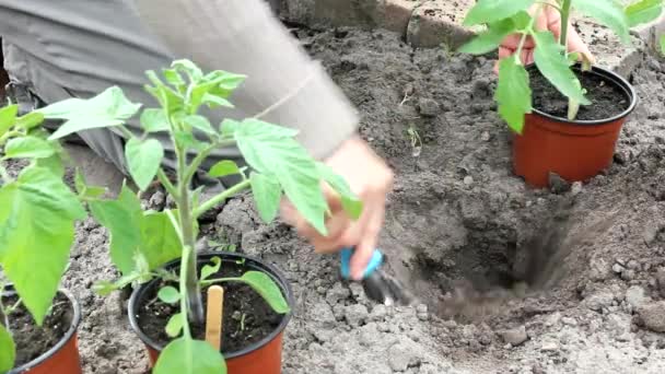 Gartenarbeit - Footage, Video