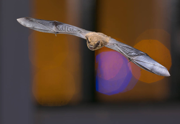 Pipistrelle νυχτερίδα σε πολύχρωμο φόντο - Φωτογραφία, εικόνα