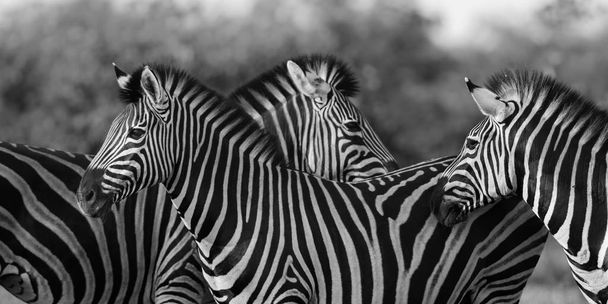 Three Common Zebra grooming in black and white - Photo, Image
