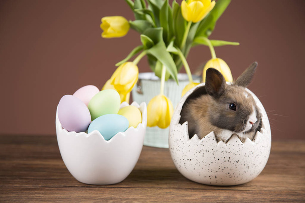 Lapin de Pâques dans la coquille des œufs. Tulipes jaunes
. - Photo, image