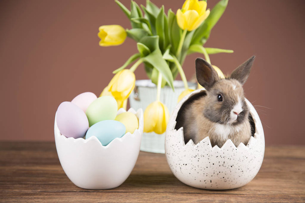 Easter rabbit in the shell of eggs. Yellow tulips. - Φωτογραφία, εικόνα