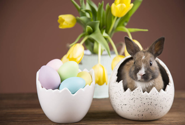 Easter rabbit in the shell of eggs. Yellow tulips. - Foto, Bild