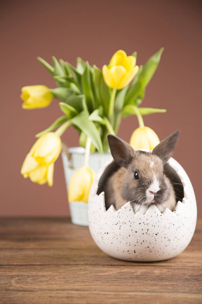 Easter rabbit in the shell of eggs. Yellow tulips. - Photo, image