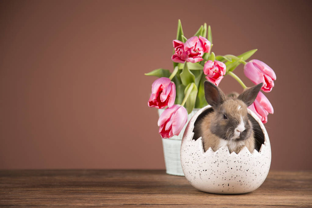 Easter rabbit. Pink tulips. - Fotoğraf, Görsel