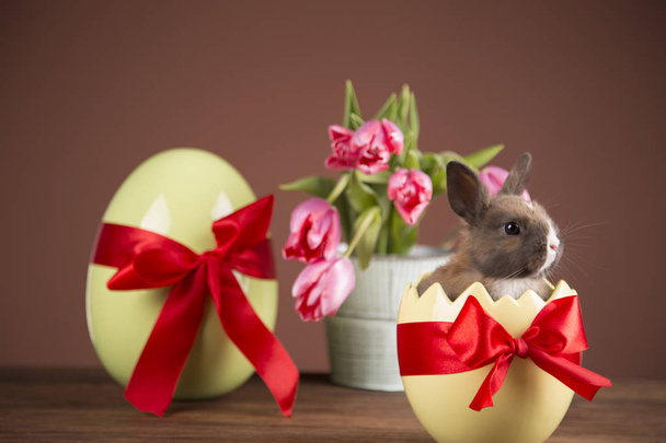 Easter rabbit in eggshell. Colorful tulips. Red bow. - Fotoğraf, Görsel
