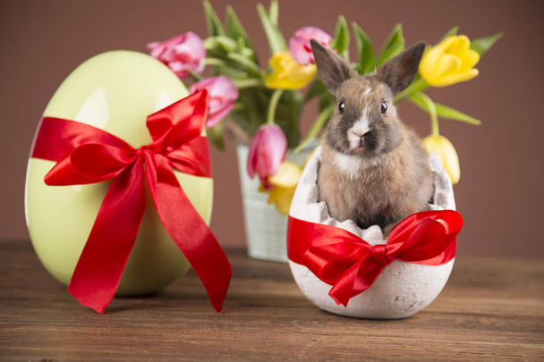 Easter rabbit in eggshell. Colorful tulips. Red bow. - Photo, image