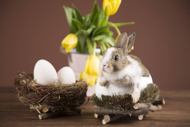 Easter rabbit in the shell of eggs. Colorful tulips - Photo, image
