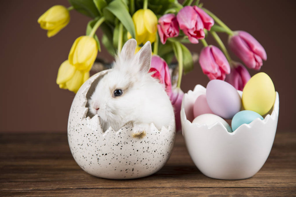 Easter rabbit in the shell of eggs. Colorful tulips - Photo, image