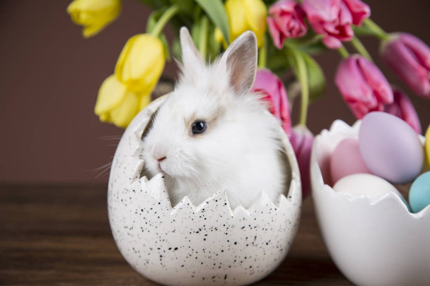 Conejo de Pascua en la cáscara de huevos. Tulipanes coloridos
 - Foto, imagen