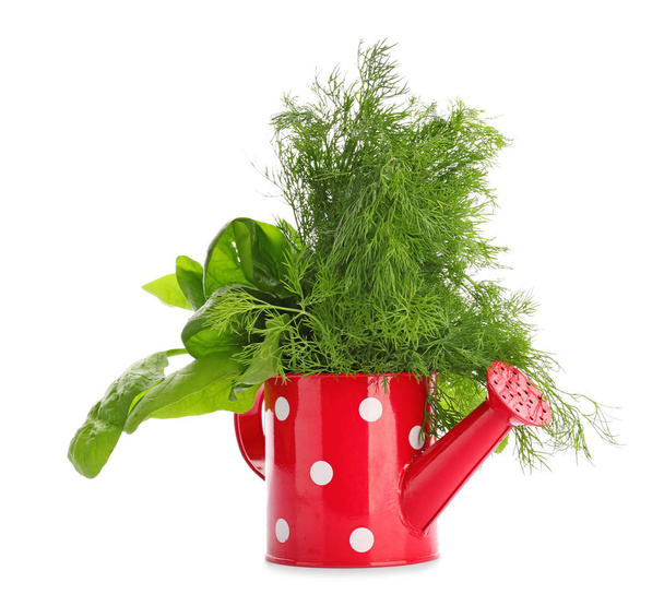 Watering can with fresh aromatic herbs on white background - Photo, Image