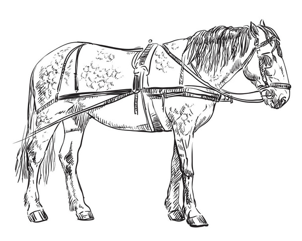 Arnés vectorial caballo
  - Vector, imagen