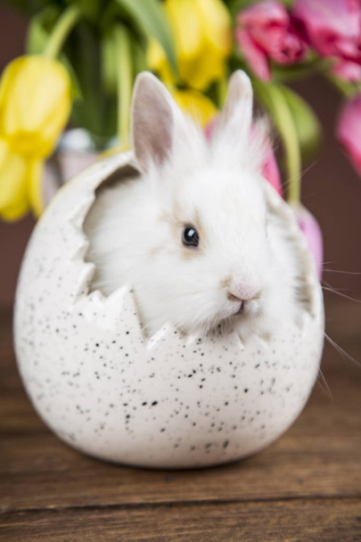 Conejo de Pascua en la cáscara de huevos. Tulipanes coloridos
 - Foto, Imagen