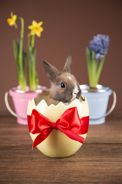 Easter rabbit in a wilkin basket. Spring flowers. - Fotoğraf, Görsel
