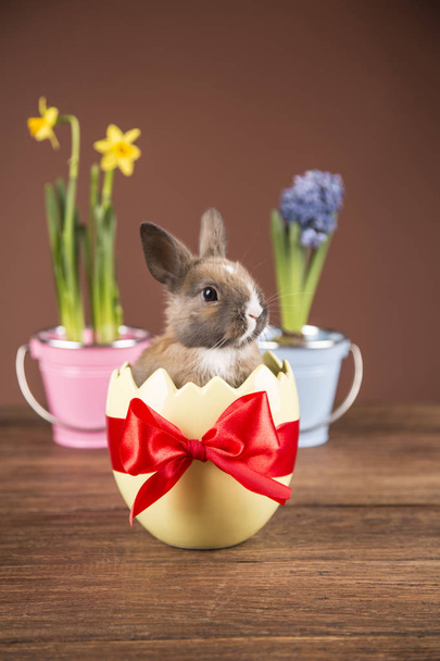Easter rabbit in eggshell. Colorful tulips. Red bow. - 写真・画像