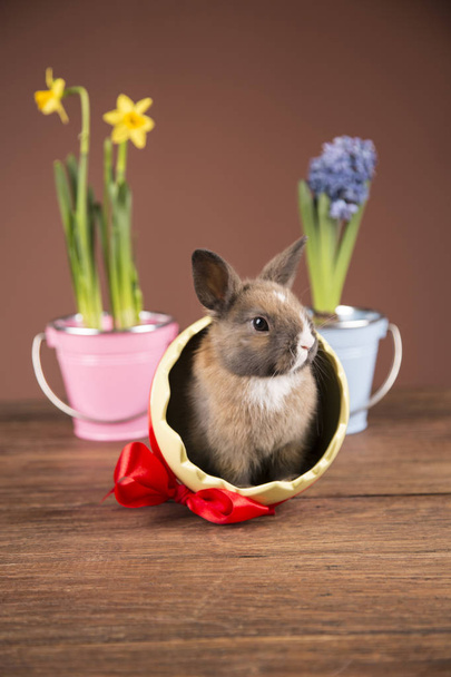 Easter rabbit in eggshell. Colorful tulips. Red bow. - Fotó, kép