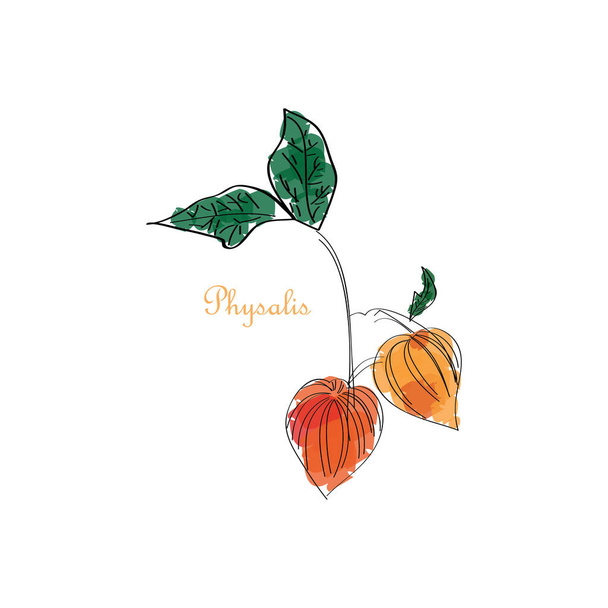Physalis hand drawn ripe berries bunch with leaves icon. Sketch style natural organic vitamin food.  - Vector, Image