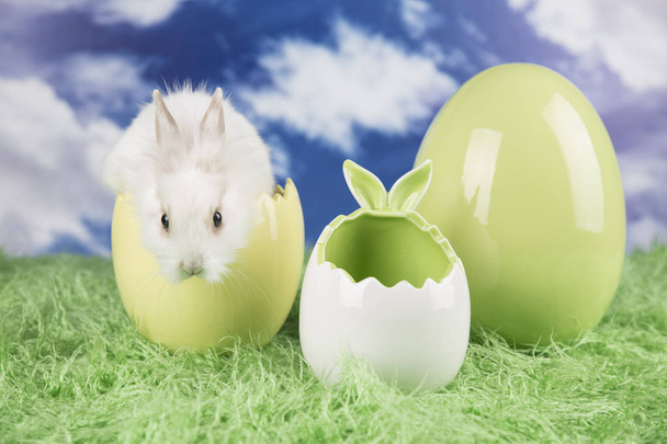 Wielkanoc królik w skorupkach jaj. Kolorowe jajka. - Zdjęcie, obraz