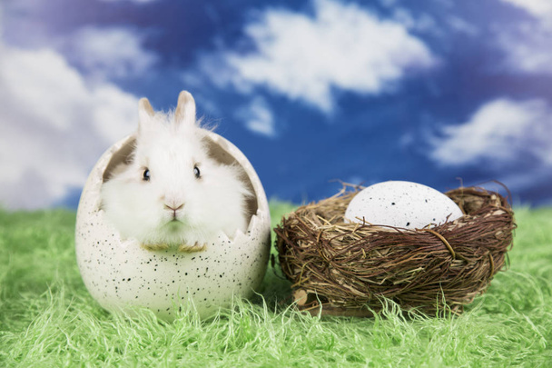 Conejo de Pascua en una cáscara de huevos. Huevos coloridos
. - Foto, Imagen