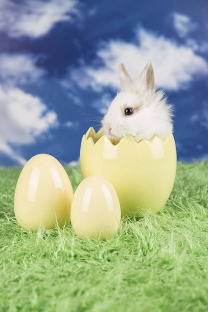 Húsvéti nyúl a héjas tojással. Színes tojások. - Fotó, kép