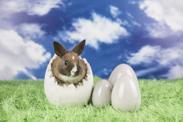 Yumurta kabuğu içinde Paskalya tavşan. Renkli yumurta. - Fotoğraf, Görsel