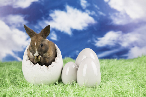 Conejo de Pascua en una cáscara de huevos. Huevos coloridos
. - Foto, Imagen