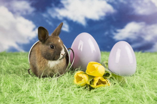 Easter rabbit. Colorful Easter eggs. Yellow tulips - Fotó, kép
