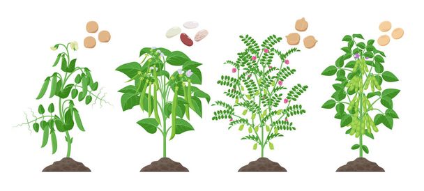 Legumes plants with ripe fruits growing from soil isolated on white background. Pea, Common Bean, Chickpea, Soybean mature plants with pods and green foliage and their ripe seeds infographic element. - Vector, Image